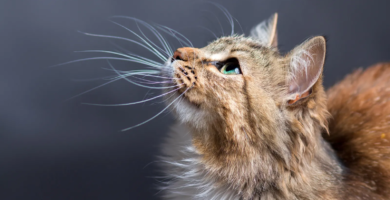 cat looking up