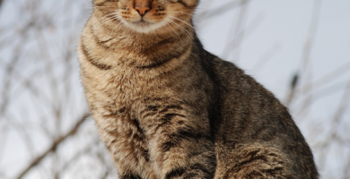 cat standing on rock