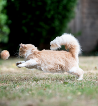 cat running after ball