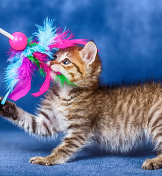 cat play with cat toys