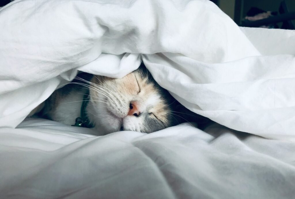 cat sleeping on bed