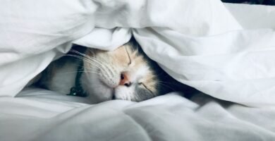 cat sleeping on bed