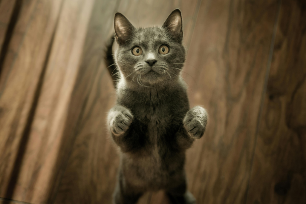 cat up in the air