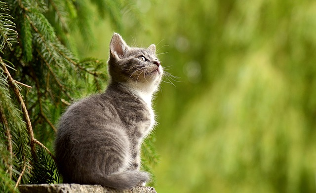 cat looking up
