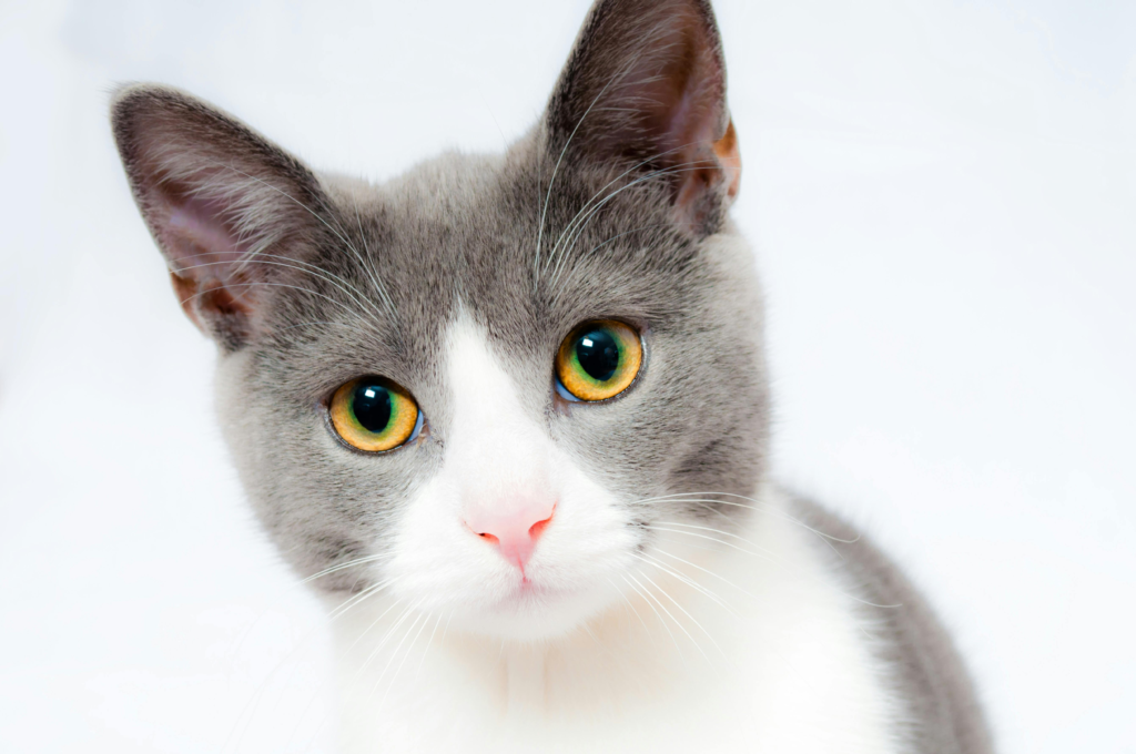 cat looking