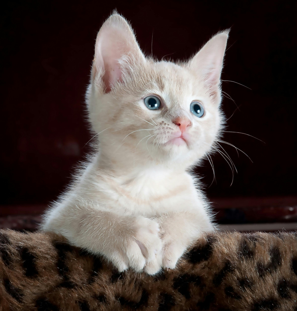 cat looking strant cat products for cleaning afetr your cat