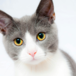 white cat