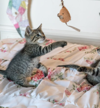 two cats playing with toys